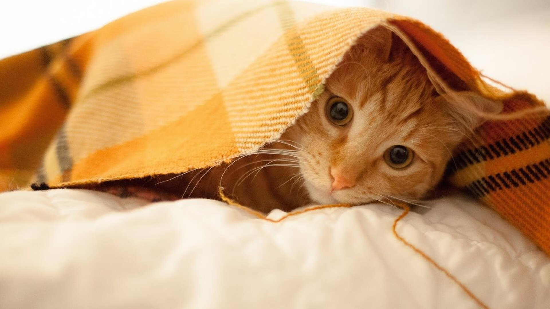 开云体育入口-中国女篮保持阵地压迫构建连续进攻，中国女篮咋样