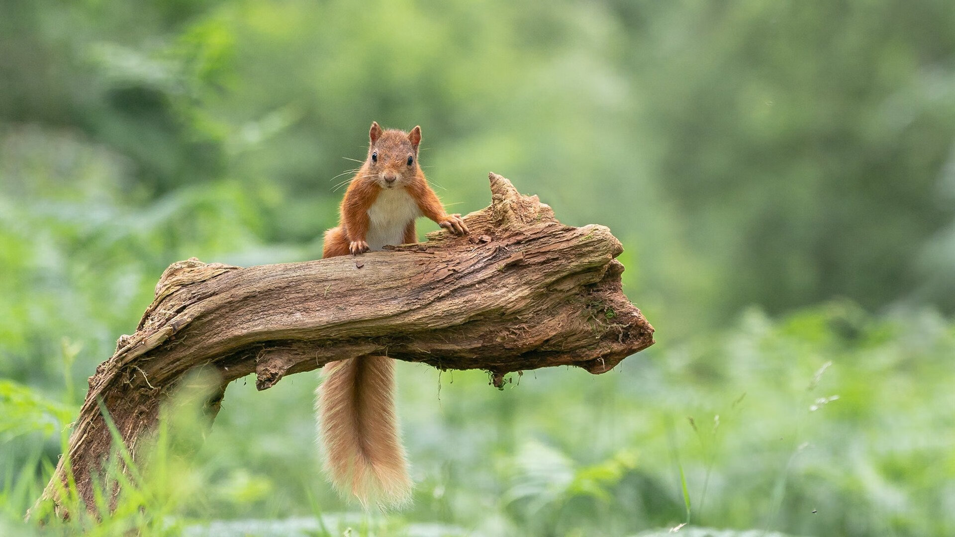 倒三角激活前锋回撤配合机制,倒三角突破的涨幅