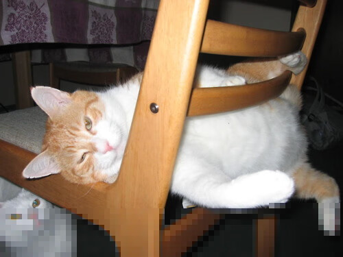 开云体育在线入口-国际乒联混合团体世界杯赛制深度解析：德国队面临哪些考验，国际乒联 世界杯