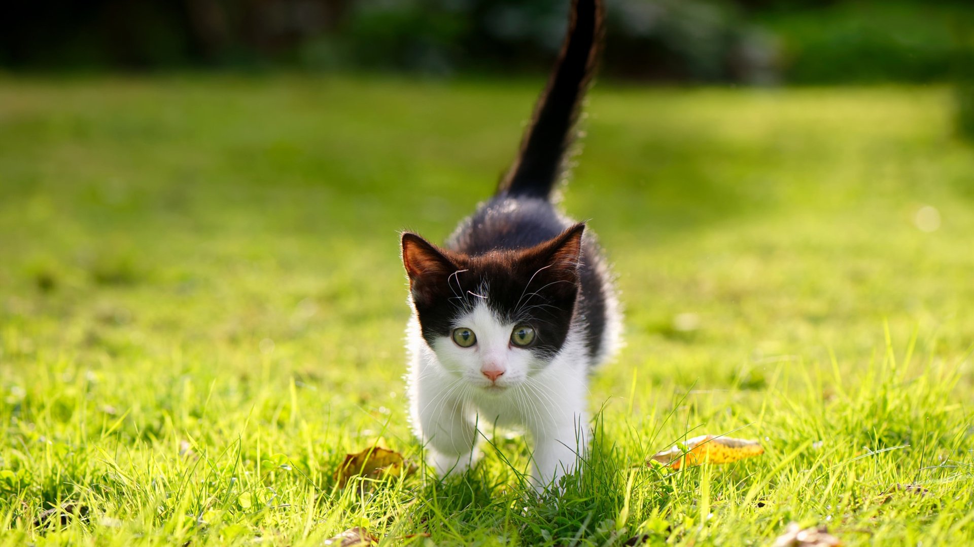 杨瀚森在训练中展示强烈求胜欲望,杨翰林简介