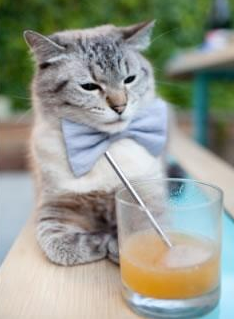 波兰队在国际乒联混合团体世界杯的精彩亮相与团队协作，波兰乒乓球队