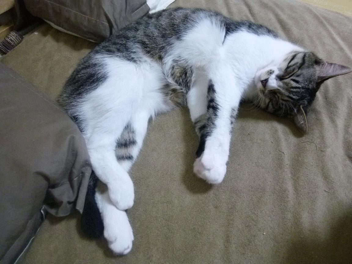 田径队伤病康复成效显著，田径运动员伤病有哪些