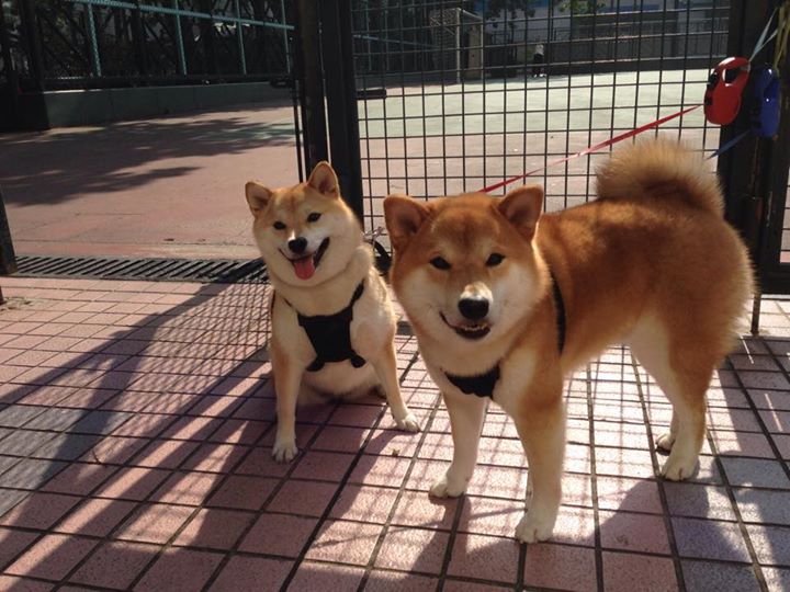 C罗团队规划退役后转型商业发展,c罗服役球队