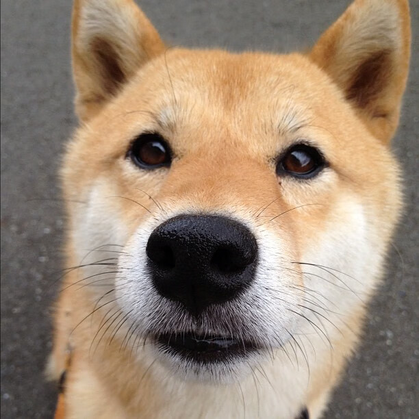 kaiyun开云体育-“帕布罗·马特拉的战术引领，助阿根廷美洲狮队成为世界级强队”