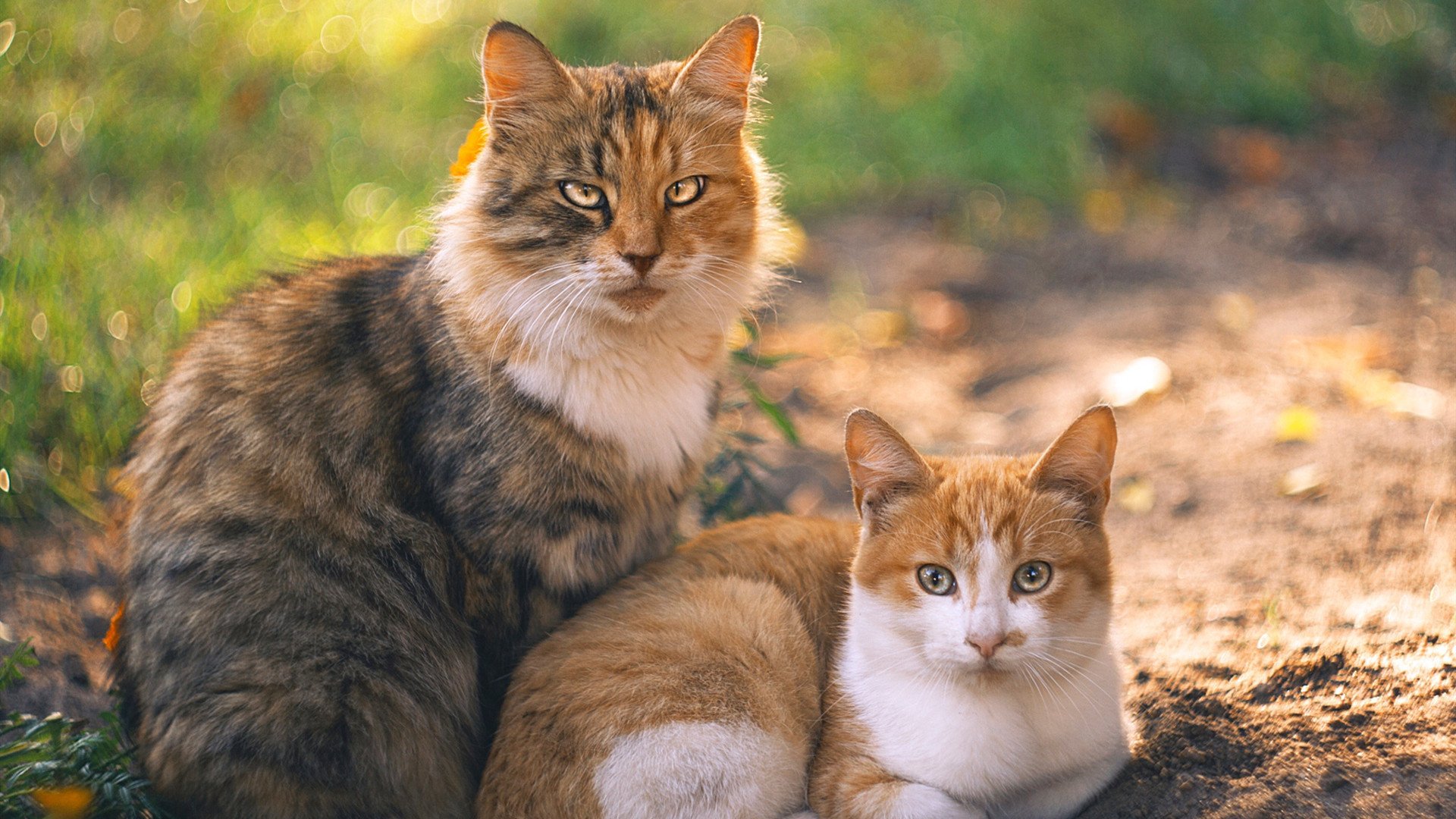 国家队推动战术专题片制作强化内部学习材料