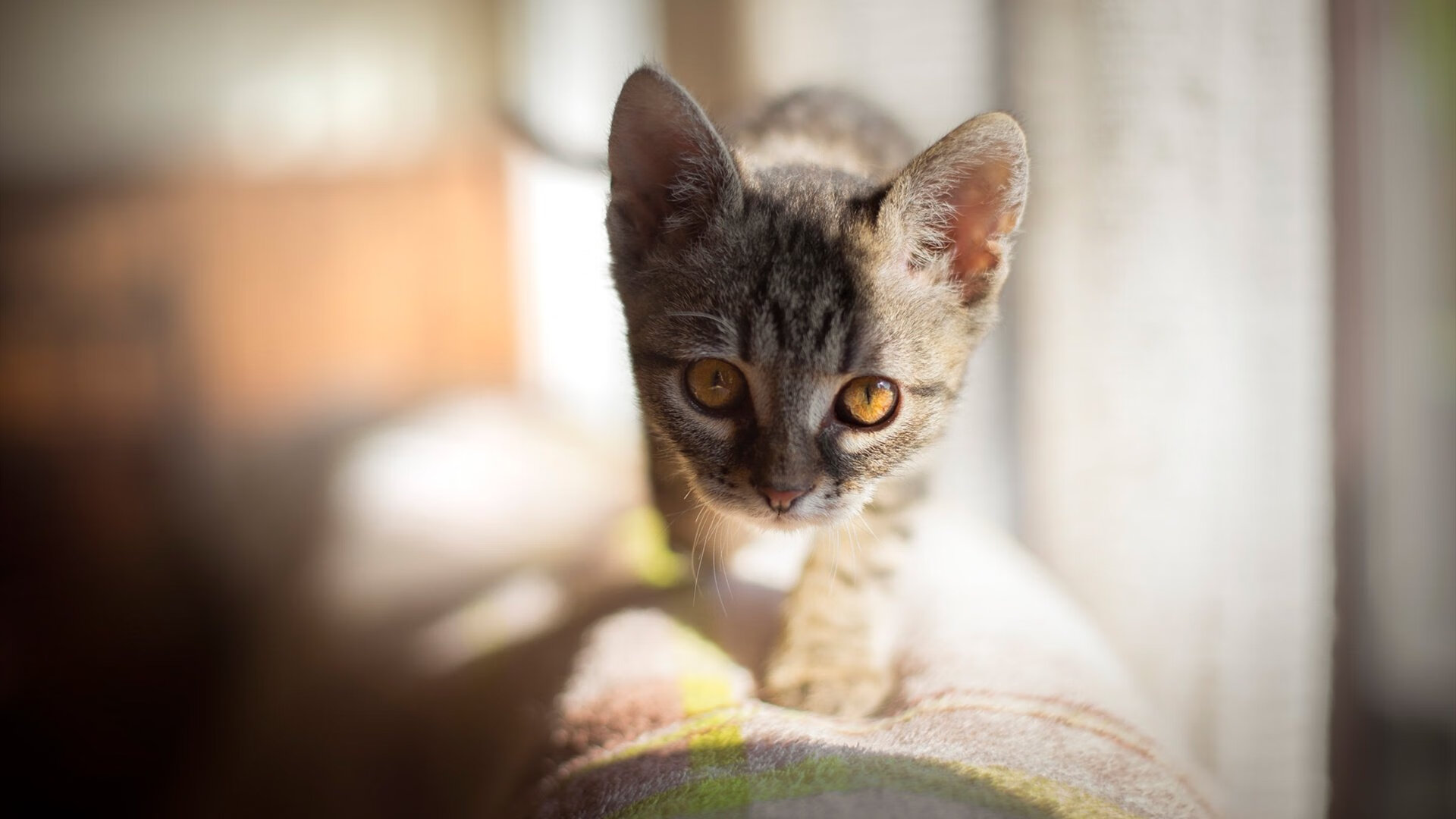 开云体育官网下载-国足门将扑点成比赛最大功臣，国足门将训练