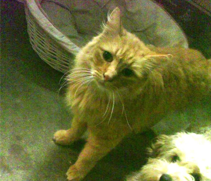 巴西队在南美预赛中占据领先位置