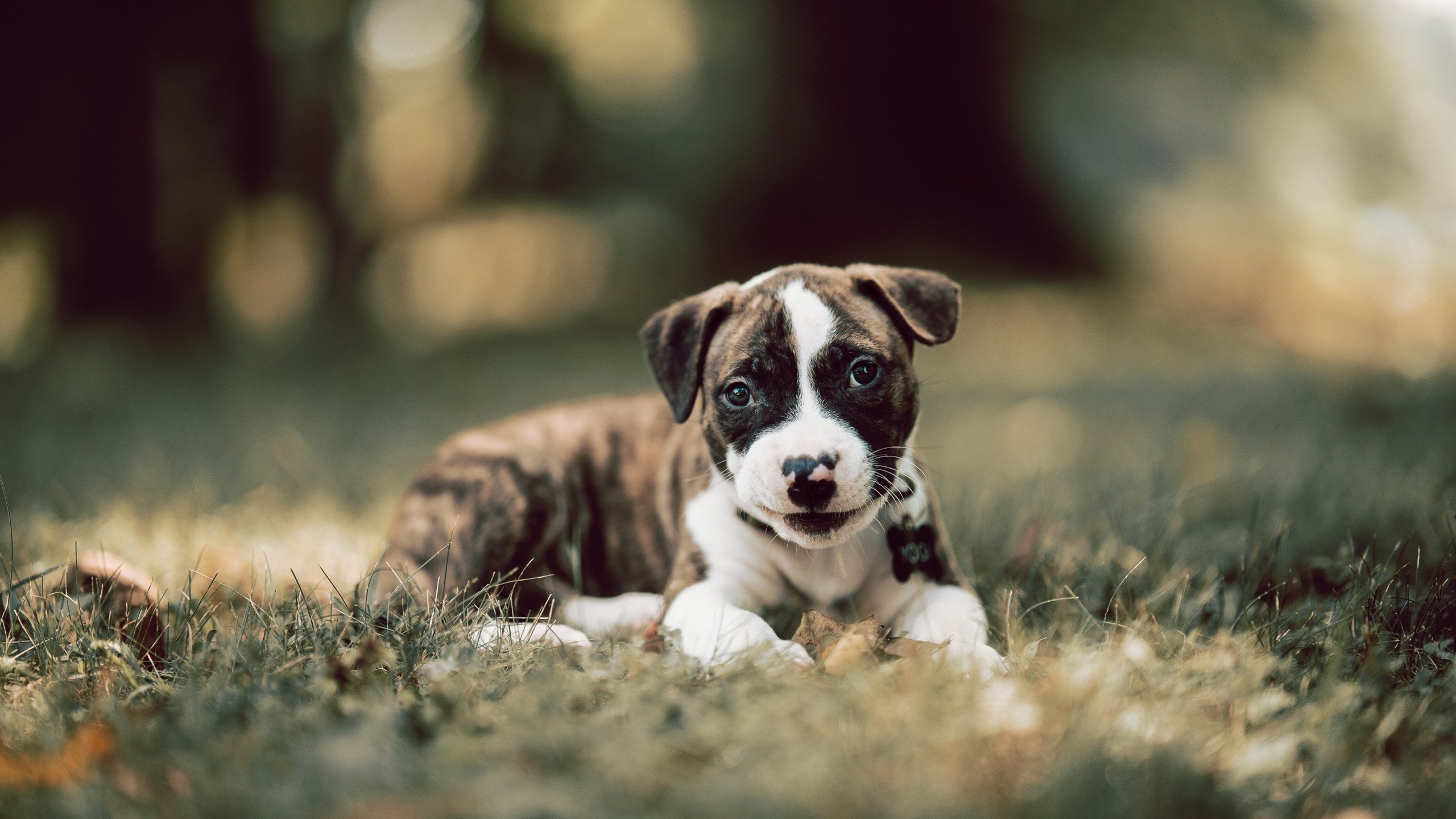 法甲狂热比赛:场面激烈,高潮不断,法甲比赛规则