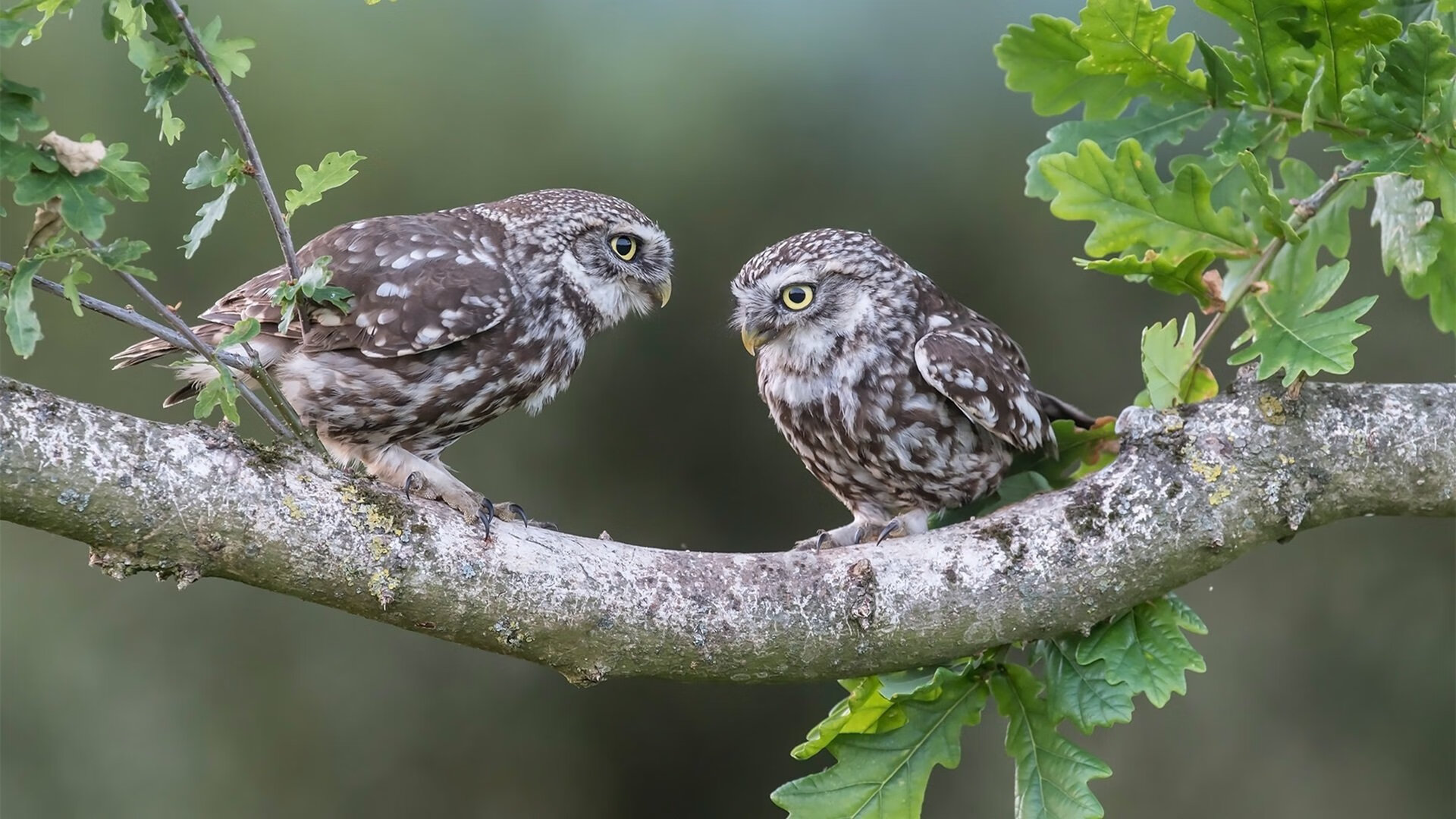 开云体育在线下载-美洲杯明星争锋：场上技艺与战斗精神的交融，美洲杯人气