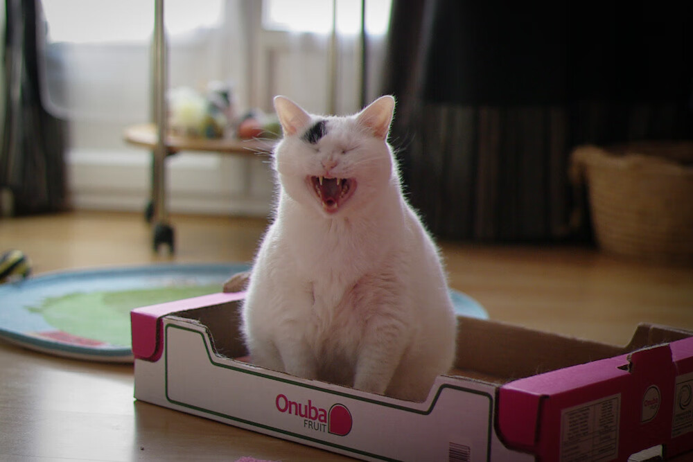 莫桑比克男篮在非洲预赛中奋勇向前,重塑体育辉煌,非洲莫桑比克怎么样