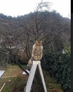 意甲激烈争斗：从防守到进攻的精彩转变，意甲激烈争斗_从防守到进攻的精彩转变是什么